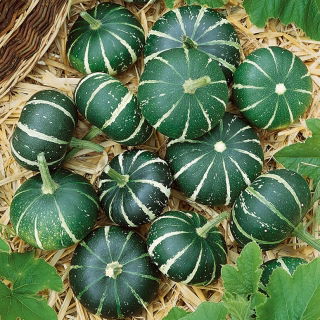 Zucca ornamentale - Flat Striped - Splendidi frutti a strisce: decorazioni da giardino uniche - Semi Freschi