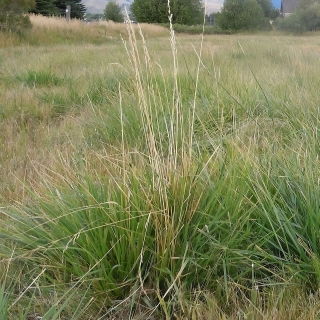 Festuca alta - Ninkoko - Festuca arundinacea - 5 kg - Pasto forrajero de alto rendimiento para suelos húmedos o secos - Semillas frescas