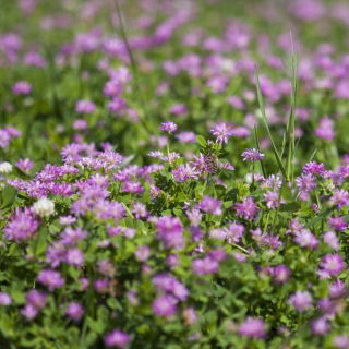 Trifoglio risupinato 'Pasat' - 1 kg - semi (Trifolium resupinatum)