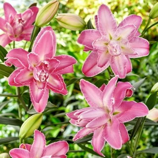 Plnokvětá orientální lilie - Lotus Wonder - Lilium - cibulka
