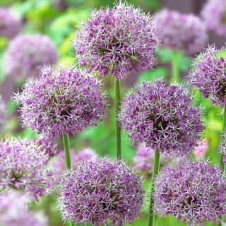 Zierlauch - Allium stipitatum - Blumenzwiebel