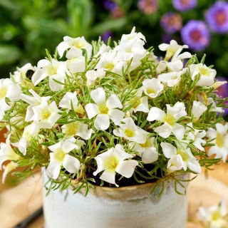 Oxalis - White Spider - Bulbi - 2 buc.
