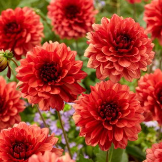 Dalia - Missis Miley - Dahlia - Tubérculos