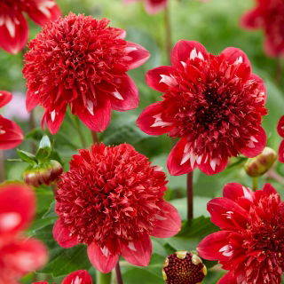 Dahlia - Speech - Tuber