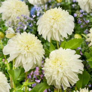 Dahlia - Zahra - Knölar