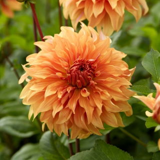 Dahlia - Hercules - Knölar