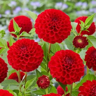 Dahlia - Nescio - Knolde