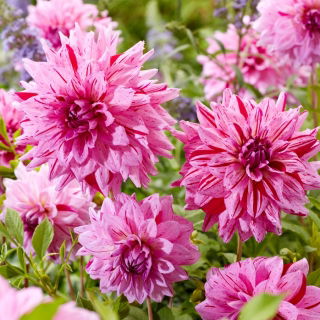 Dahlia - Prins Carnaval - Knollen