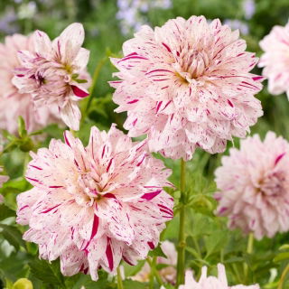 Dahlia - Prince Valiant - Knolde