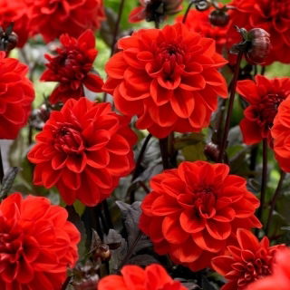 Dahlia - Ellen Huston - Tuber