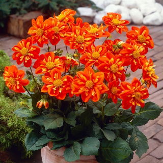 Dahlia - Alstergruss - Knollen