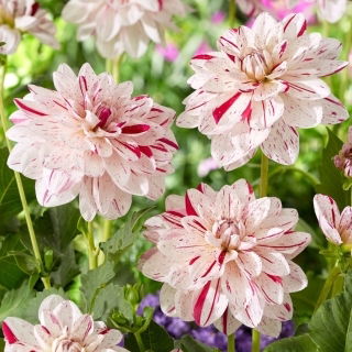 Dahlia - Bright Diamond - Knollen
