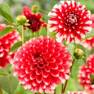 Dalia - Nagano - Dahlia - Tubérculos