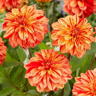 Dalia - Pasolini - Dahlia - Tubérculos