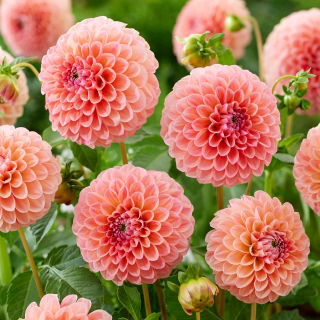 Dahlia - Nathalie G. - Knollen