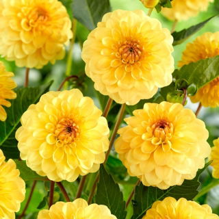 Dahlia - Golden Scepter - Knölar