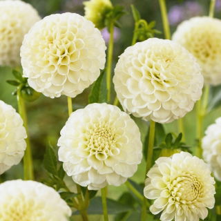 Dahlia - Snowflake - Knölar