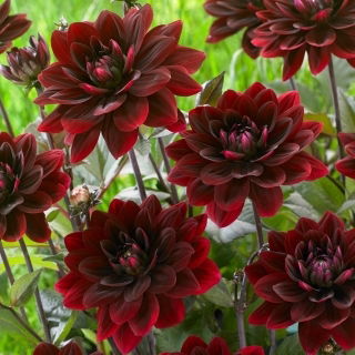 Daalia - After Dusk - Dahlia - Juurakko