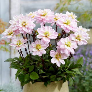 Dahlia - Pacific Jewel - Knollen