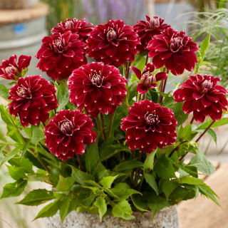 Dalia - Red Rock - Dahlia - Tuberi