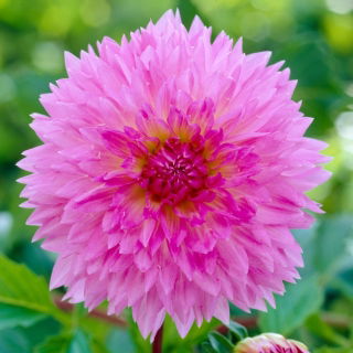 Dalia - Sakura Fubuki - Dahlia - Tuberi