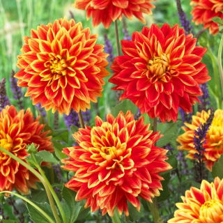 Dahlia - Sun Explosion - Tuber