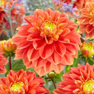 Dahlia - Sunset Tropicana - Tuber