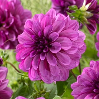 Dahlia - Blue Bell - Knollen
