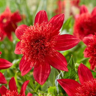 Jiřina - Jive - Dahlia - hlízy