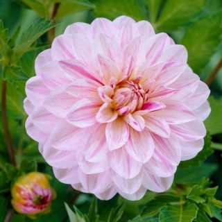 Dahlia - Bonesta - Knollen