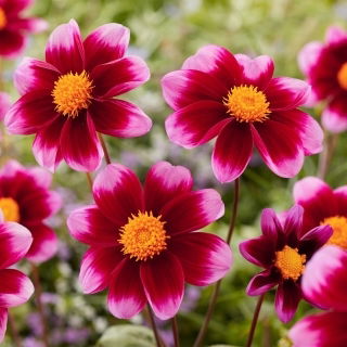 Dahlia - Bashfull - Tubercule