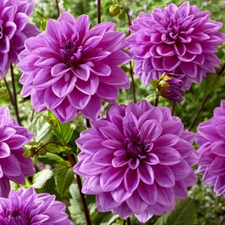 Dalia - Lilac Time - Dahlia - Tuberculi
