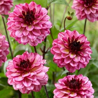 Dahlia - Muchacha - Tuber