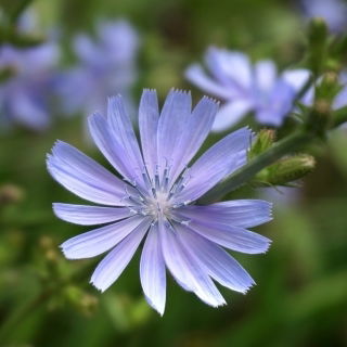 Mezei katáng - Cichorium intybus - 100 g - Mély kék virágok, természetes réti látvány - Friss vetőmagok