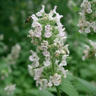 Aitokissanminttu - Hunajakasvi - Nepeta cataria - 50 g - Tuoksuvat lehdet, pölyttäjien suosikki - Tuoreet siemenet