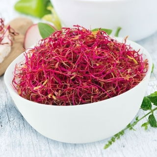 Groddfrön - Röd mangold - 100 g - Mörkröda stjälkar och näringsrika blad
