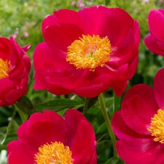 Pivónia - Scarlett O'Hara - Paeonia - Voľnokorenná sadenica