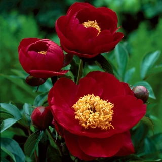 Pioenroos - Illini Warrior - Paeonia - Wortelstok