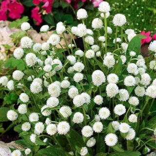 Gomphrena Globosa - bianco - Gomphrena globosa - Bianco puro, fioritura eterna - Semi Freschi