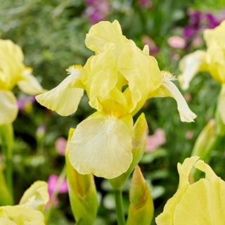 Iris Germanica - Blessed Again - Iris - Rizomi