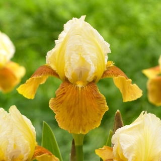 Iris Germanica - Honey Glazed - Iris - Rizomi
