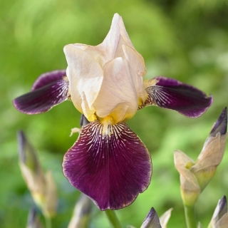 Baardiris - Salonique - Iris - Wortelstok