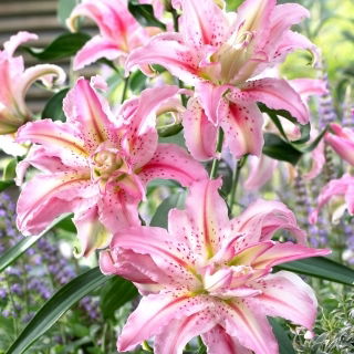 Giglio doppio - Broken Heart - Lilium - Bulbi