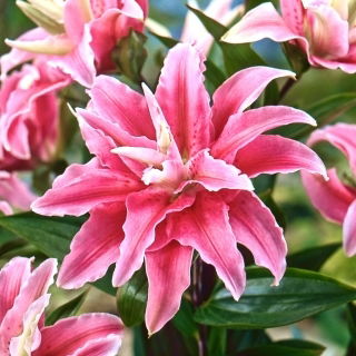 Dubbelbloemige Lelie - Distant Drum - Lilium - Bloembollen