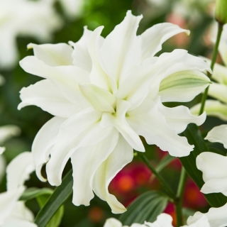 Dubbelbloemige Lelie - My Wedding - Lilium - Bloembollen