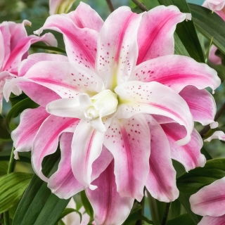 Plnokvětá lilie - Sweet Rosy - Lilium - cibulka