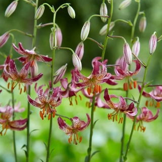 Giglio martagone - Alberta Morning - Lilium - Bulbi