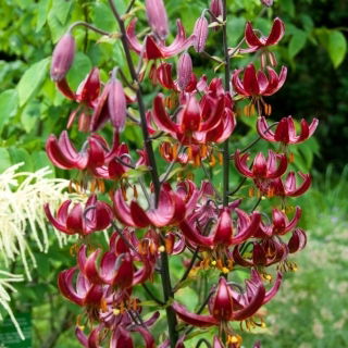 Lirio martagón - Claude Shride - Lilium - Bulbos