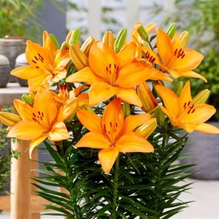 Giglio nano - Lava Joy - Lilium - Bulbi