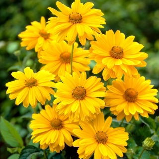 Napszemvirág - Heliopsis helianthoides - szabadgyökerű növény